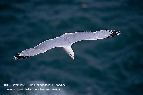 Gull (Herring) (Larus argentatus argenteus) - Goéland argenté 11967