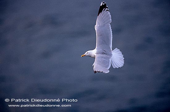 Gull (Herring) (Larus argentatus argenteus) - Goéland argenté 11969