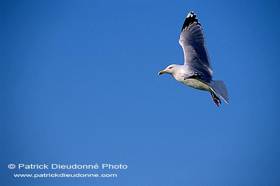 Gull (Herring) (Larus argentatus argenteus) - Goéland argenté 11970