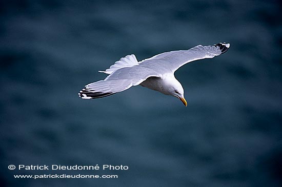 Gull (Herring) (Larus argentatus argenteus) - Goéland argenté 11971