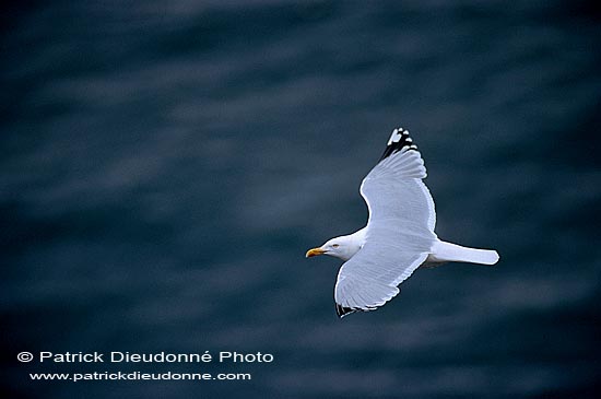 Gull (Herring) (Larus argentatus argenteus) - Goéland argenté 11972