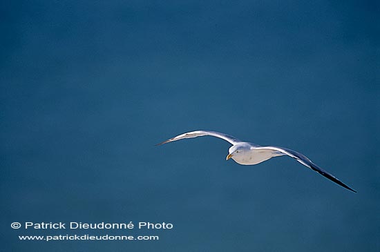 Gull (Herring) (Larus argentatus argenteus) - Goéland argenté 11973