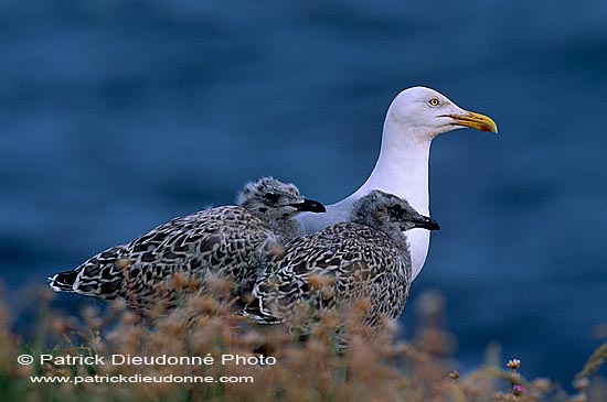 Gull (Herring) (Larus argentatus argenteus) - Goéland argenté 11974