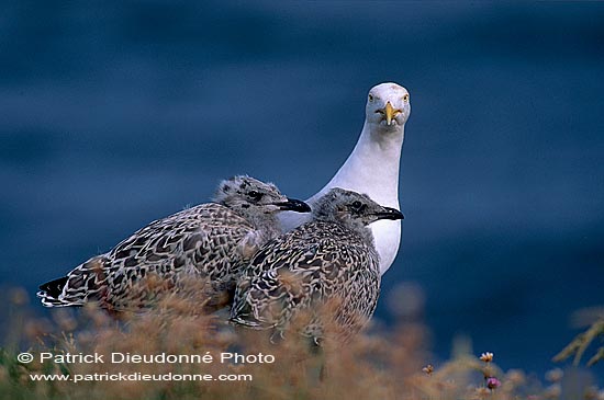 Gull (Herring) (Larus argentatus argenteus) - Goéland argenté 11974b