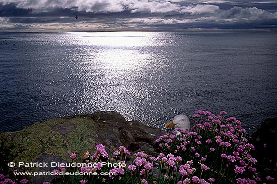 Gull (Herring) (Larus argentatus argenteus) - Goéland argenté 11975