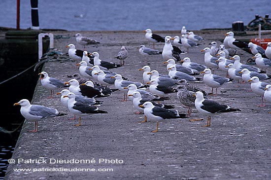 Gull (Herring) (Larus argentatus argenteus) - Goéland argenté 11977