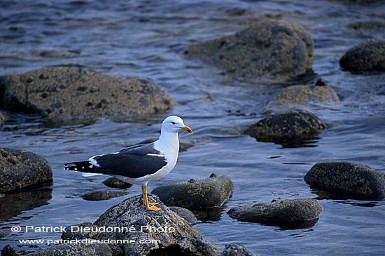 Gull (Lesser Black-backed) (Larus fuscus graellsii) - Goéland brun 11885