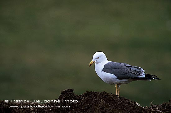 Gull (Lesser Black-backed) (Larus fuscus graellsii) - Goéland brun 11886