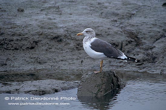 Gull (Lesser Black-backed) (Larus fuscus graellsii) - Goéland brun 11888