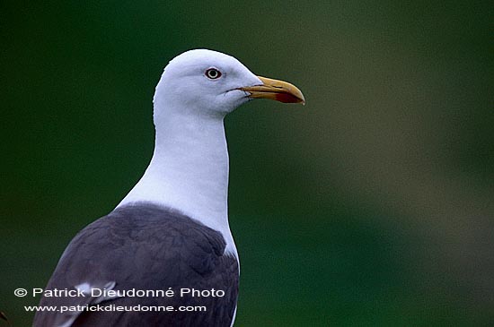 Gull (Lesser Black-backed) (Larus fuscus graellsii) - Goéland brun 11887