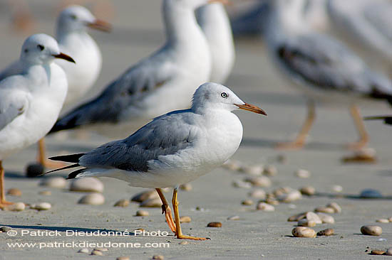 Slender-billed Gull  (Larus genei) - Goéland railleur 10681