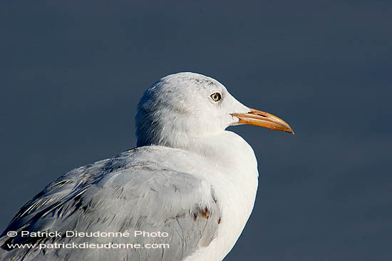 Slender-billed Gull  (Larus genei) - Goéland railleur 10684