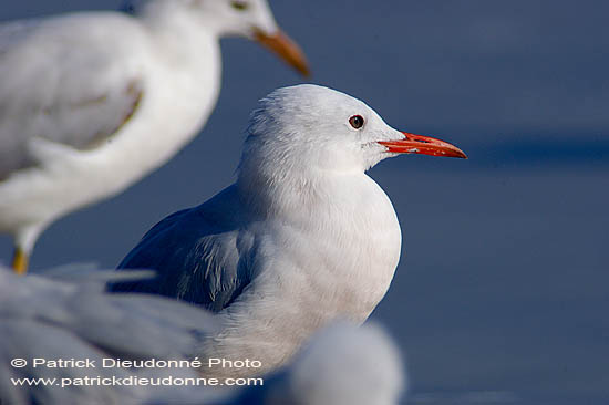 Slender-billed Gull  (Larus genei) - Goéland railleur 10685