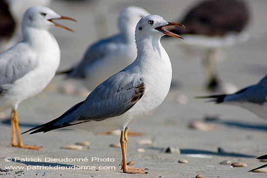 Slender-billed Gull  (Larus genei) - Goéland railleur 10686