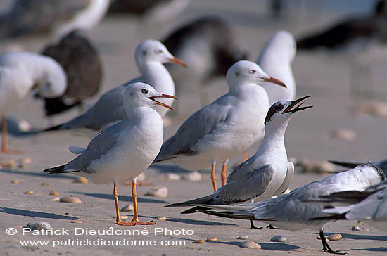 Slender-billed Gull  (Larus genei) - Goéland railleur 11026