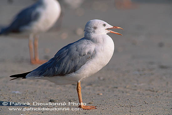 Slender-billed Gull  (Larus genei) - Goéland railleur 11029