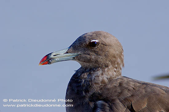 Sooty Gull (Larus hemprichii) - Goéland d'Hemprich (10687)