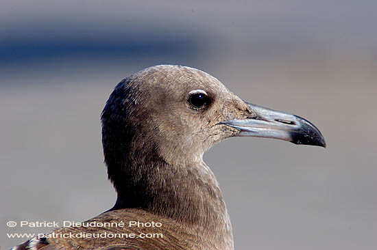 Sooty Gull (Larus hemprichii) - Goéland d'Hemprich (10688)