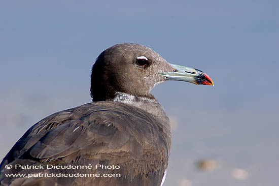 Sooty Gull (Larus hemprichii) - Goéland d'Hemprich (10689)