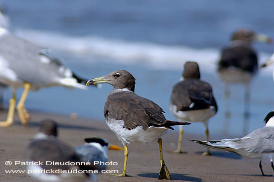 Sooty Gull (Larus hemprichii) - Goéland d'Hemprich (10691)