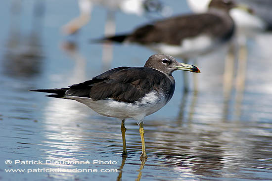 Sooty Gull (Larus hemprichii) - Goéland d'Hemprich (10692)