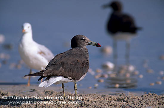 Sooty Gull (Larus hemprichii) - Goéland d'Hemprich (11030)