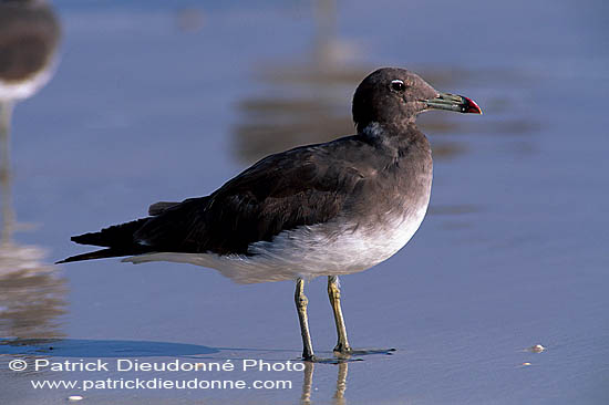 Sooty Gull (Larus hemprichii) - Goéland d'Hemprich