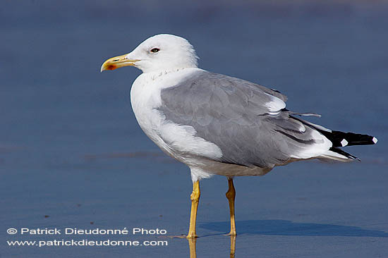 Yellow-legged Gull  (Larus cachinnans) - Goéland leucophée 10695