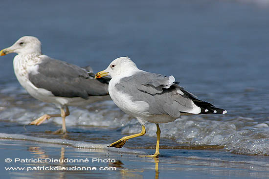 Yellow-legged Gull  (Larus cachinnans) - Goéland leucophée 10696