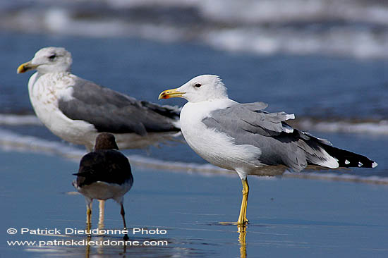 Yellow-legged Gull  (Larus cachinnans) - Goéland leucophée 10697