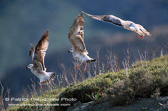 Gull (Yellow-legged) (Larus cachinnans) -  Goéland leucophée 11884