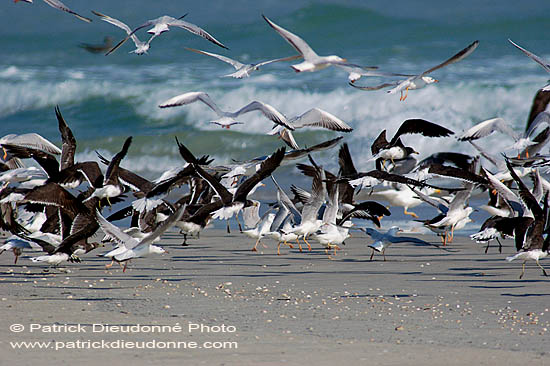 Sooty Gull (Larus hemprichii) - Goéland d'Hemprich (10698)