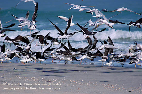 Sooty Gull (Larus hemprichii) - Goéland d'Hemprich (10699)