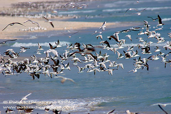 Sooty Gull (Larus hemprichii) - Goéland d'Hemprich (10700)