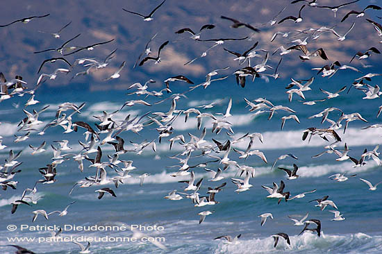 Sooty Gull (Larus hemprichii) - Goéland d'Hemprich (10701)