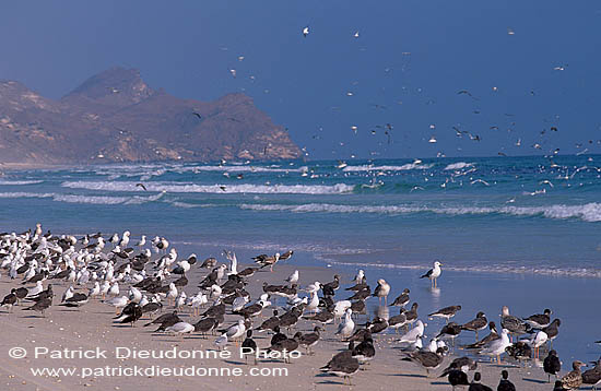 Sooty Gull (Larus hemprichii) - Goéland d'Hemprich (11035)