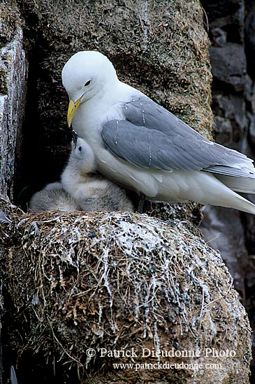 Kittiwake (Black-legged) (Rissa tridactyla) - Mouette tridactyle 11845