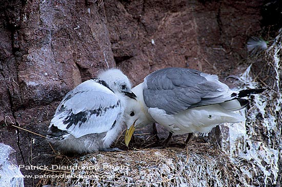 Kittiwake (Black-legged) (Rissa tridactyla) - Mouette tridactyle   11846