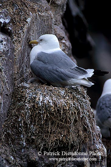 Kittiwake (Black-legged) (Rissa tridactyla) - Mouette tridactyle 11849