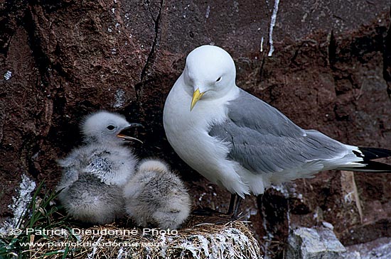 Kittiwake (Black-legged) (Rissa tridactyla) - Mouette tridactyle 11850