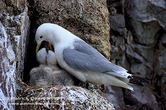 Kittiwake (Black-legged) (Rissa tridactyla) - Mouette tridactyle 11851