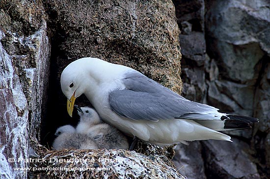 Kittiwake (Black-legged) (Rissa tridactyla) - Mouette tridactyle 11854