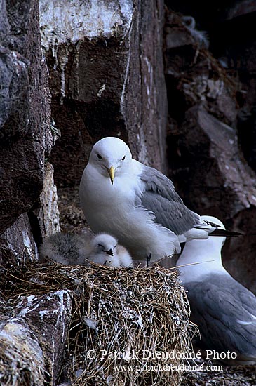 Kittiwake (Black-legged) (Rissa tridactyla) - Mouette tridactyle 11856