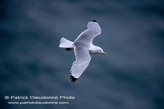 Kittiwake (Black-legged) (Rissa tridactyla) - Mouette tridactyle 11858