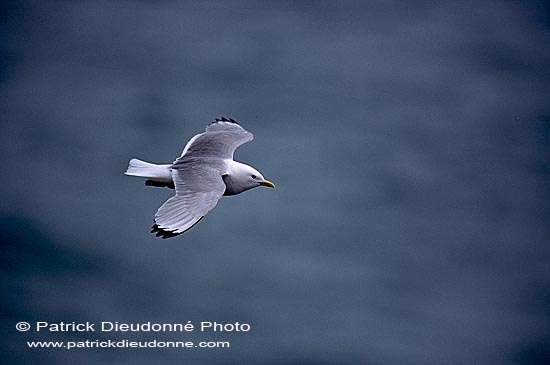 Kittiwake (Black-legged) (Rissa tridactyla) - Mouette tridactyle 11859