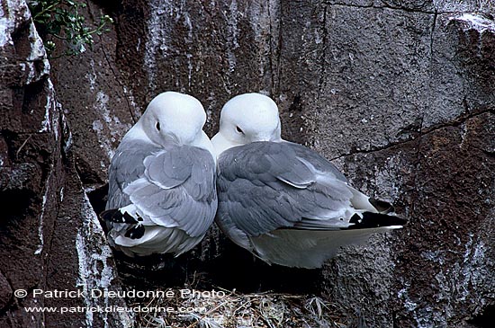 Kittiwake (Black-legged) (Rissa tridactyla) - Mouette tridactyle 11862