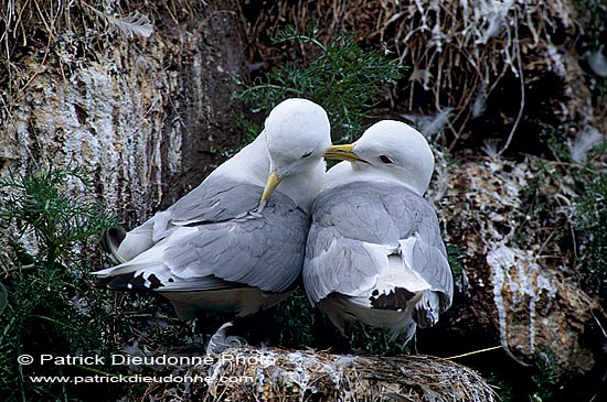 Kittiwake (Black-legged) (Rissa tridactyla) - Mouette tridactyle 11863