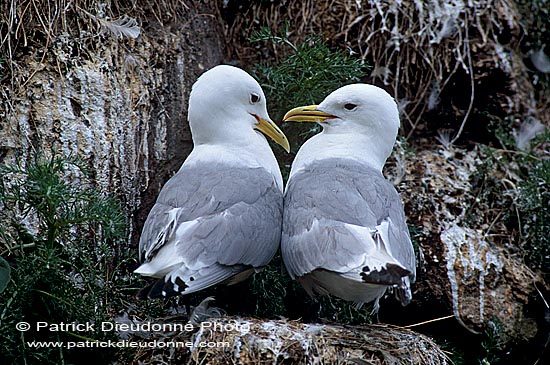 Kittiwake (Black-legged) (Rissa tridactyla) - Mouette tridactyle 11864