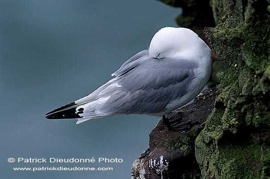 Kittiwake (Black-legged) (Rissa tridactyla) - Mouette tridactyle 11869