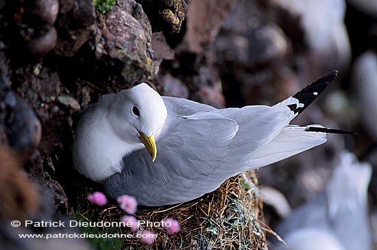 Kittiwake (Black-legged) (Rissa tridactyla) - Mouette tridactyle 11865